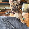 french_bulldog, dog, puppy, pet, indoor, living_room, blanket, floor, collar, ears, paw, toy, plant, mirror, wooden_floor, television, furniture, cozy, curious, home