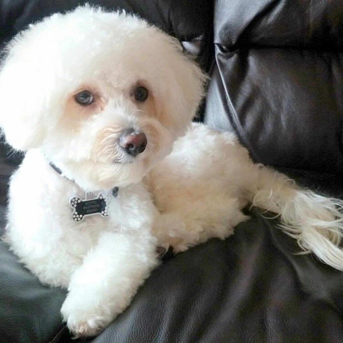 Scotty Matthew is registered to the contest to win money with this photo: animal, bone_tag, canine, collar, companion, cute, dog, domestic_animal, fluffy, friendly, fur, household, indoor, laying_down, leather_couch, paw, pet, portrait, relaxed, white_dog