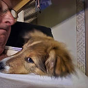 Bresko a rejoint le concours — aidez-le/la à gagner de superbes lots ! dog, person, face, closeup, indoor, snuggling, resting, fur, white_shirt, glasses, head, comfort, bond, relaxation, warmth, pet, companionship, brown_dog, casual, portrait