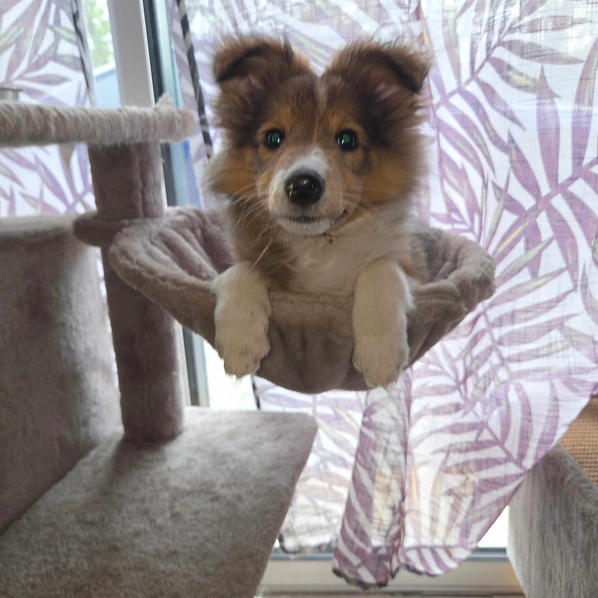 Bresko participe au concours pour gagner de l'argent avec cette photo : puppy, dog, pet, indoor, cat_hammock, furniture, curtains, window, cozy, fluffy, cute, animal, looking, resting, soft_light, home, companion, young_dog, curious, relaxed