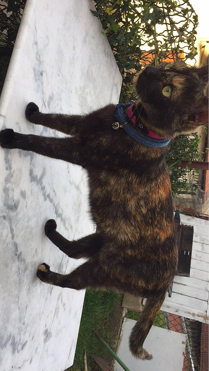 Taze a rejoint le concours — aidez-le/la à gagner de superbes lots ! art, black_cat, bombay, canidae, carnivore, cat, collar, companion_dog, dog_breed, domestic_short_haired_cat, fawn, felidae, fur, gesture, leash, mammal, small_to_medium_sized_cats, snout, tail, whiskers