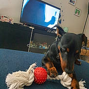 Aiko a rejoint le concours — aidez-le/la à gagner de superbes lots ! animal, black_dog, brown_dog, cabinet, canine, close_up, collectibles, couch, dog, furniture, home_decor, indoor, living_room, miniature_pinscher, pet, playing, red_ball, rope_toy, television, toy
