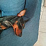 Aiko participe au concours pour gagner de l'argent avec cette photo : animal, blue_fabric, canine, close_up, couch, cozy, doberman, dog, ear, furniture, home, indoors, laying_down, one_eye_open, pet, relaxed, resting, sleeping, snout, tile_floor