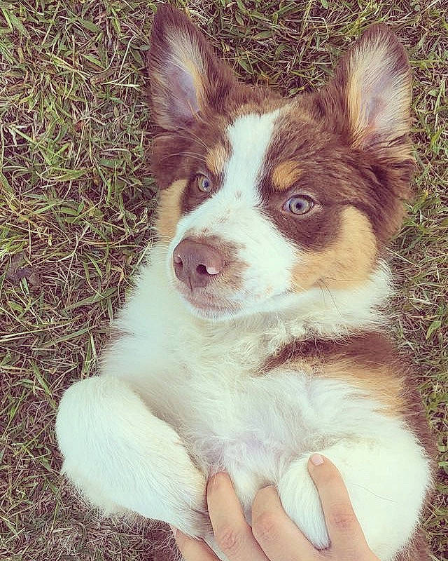 Symba a rejoint le concours — aidez-le/la à gagner de superbes lots ! australian_collie, australian_kelpie, australian_shepherd, border_collie, canidae, cardigan_welsh_corgi, carnivore, companion_dog, dog, dog_breed, herding_dog, mammal, miniature_australian_shepherd, puppy, texas_heeler, vertebrate, welsh_sheepdog, working_dog