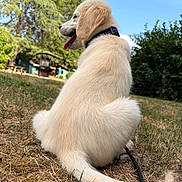 Bounty a rejoint le concours — aidez-le/la à gagner de superbes lots ! dog, puppy, golden_retriever, grass, outdoor, nature, tongue_out, collar, pet, animal, fur, tail, sunny, daytime, trees, blue_sky, park, leash, sitting, canine