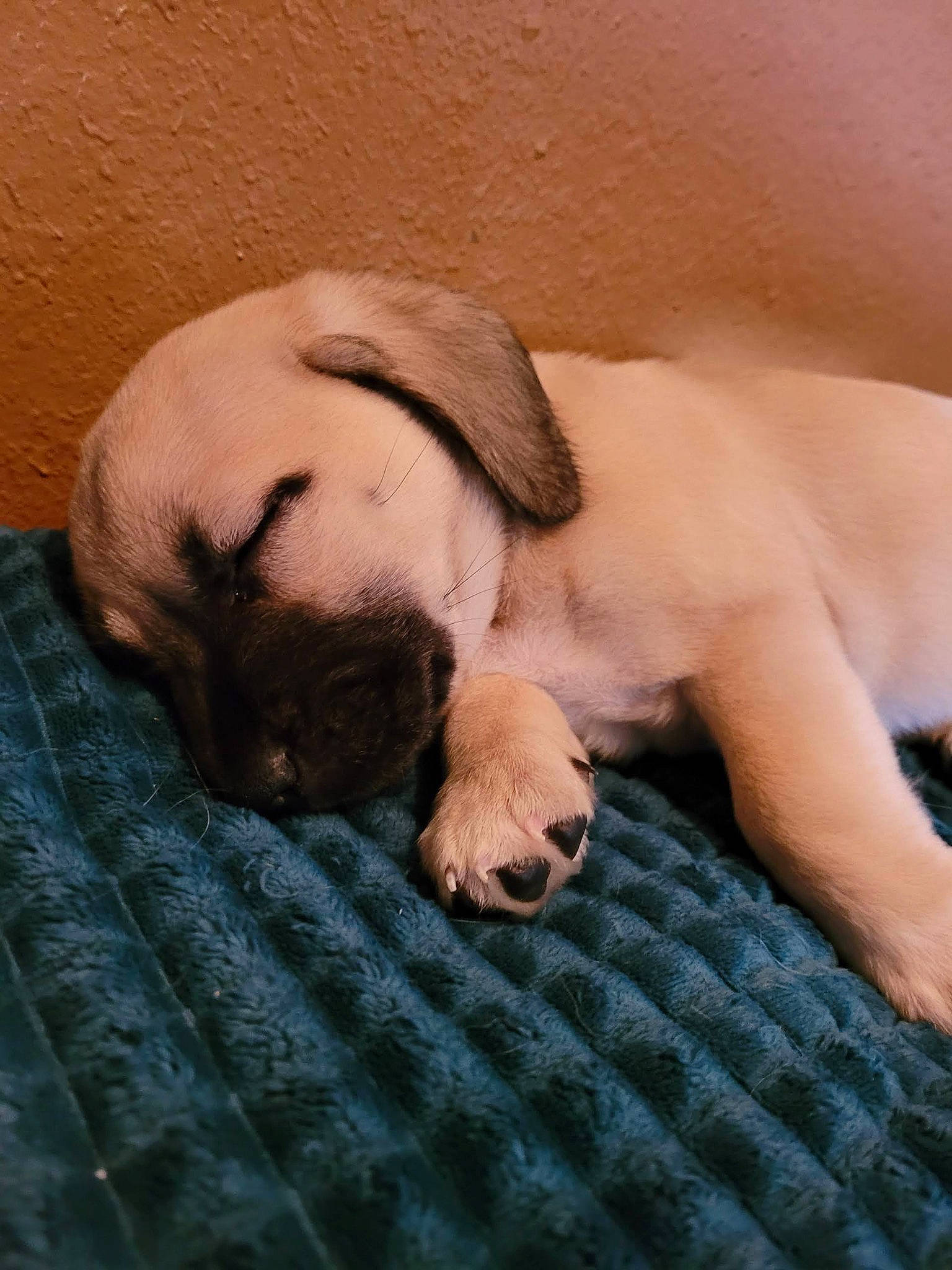 Honey joined the competition — help win amazing prizes! bedtime, bulldog, canidae, carnivore, comfort, companion_dog, dog, dog_breed, fawn, fur, linens, paw, pug, puppy_love, snout, terrestrial_animal, toy_dog, whiskers, working_animal, wrinkle