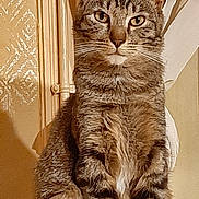 Poupy participe au concours pour gagner de l'argent avec cette photo : cat, tabby_cat, indoor, pet, animal, feline, sitting, fur, whiskers, ears, eyes, portrait, looking_at_camera, curtain, wallpaper, domestic, closeup, brown, striped, house