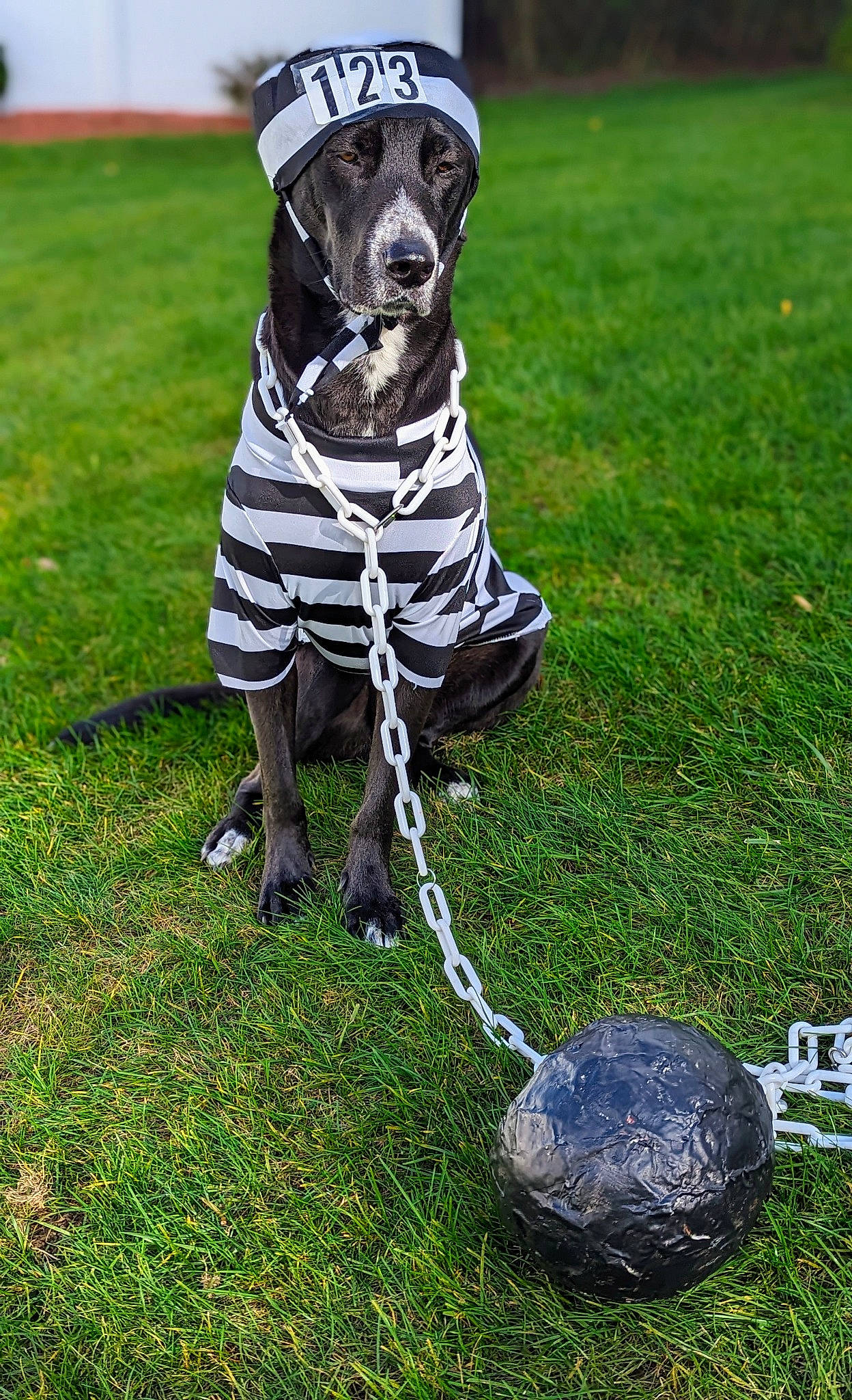 Tony joined the competition — help win amazing prizes! ball, carnivore, collar, companion_dog, dalmatian, dog, dog_breed, dog_clothes, dog_supply, fawn, grass, grass_family, green, lawn, leash, pet_supply, snout, sporting_group, tail, working_animal