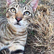 Jasper joined the competition — help win amazing prizes! cat, tabby, animal, feline, close_up, outdoor, grass, soil, striped, whiskers, ears, yellow_eyes, curious, pet, nature, mammal, young_cat, fur, paw, ground