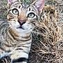 cat, tabby, animal, feline, close_up, outdoor, grass, soil, striped, whiskers, ears, yellow_eyes, curious, pet, nature, mammal, young_cat, fur, paw, ground