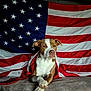 dog, american_flag, patriotic, brown_and_white, resting, paws_crossed, indoor, fabric, stars, stripes, background, portrait, animal, canine, flag, relaxed, seated, fur, expression, decor