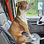 Maya is registered to the contest to win money with this photo: dog, brown_and_white, sitting, vehicle_interior, driver_seat, seatbelt, window, side_mirror, leather_seat, calm, pet, companion, looking_out, daylight, trees_outside, road, reflection, resting, indoor, animal