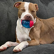 Maya joined the competition — help win amazing prizes! dog, brown_and_white, ball, couch, indoor, pet, relaxed, playful, animal, canine, snout, paws, fur, resting, closed_eyes, toy, comfortable, domestic, muzzle, seated