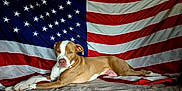 Maya joined the competition — help win amazing prizes! dog, american_flag, lying_down, tan_and_white, pet, canine, indoor, fabric, stars, stripes, relaxed, portrait, animal, background, flag, mammal, domestic_animal, fur, ears, nose
