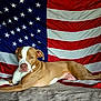 dog, american_flag, lying_down, tan_and_white, pet, canine, indoor, fabric, stars, stripes, relaxed, portrait, animal, background, flag, mammal, domestic_animal, fur, ears, nose