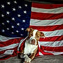 dog, american_flag, brown_and_white_dog, patriotic, indoor, fabric, animal, canine, flag, resting, calm, portrait, folded_legs, background, red, white, blue, stars, stripes, domestic_animal