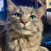 Sakura is registered to the contest to win money with this photo: cat, close_up, green_eyes, fluffy, gray_fur, whiskers, nose, pet, indoor, curious, feline, portrait, chair, background, soft_light, animal, domestic, cute, face, ears