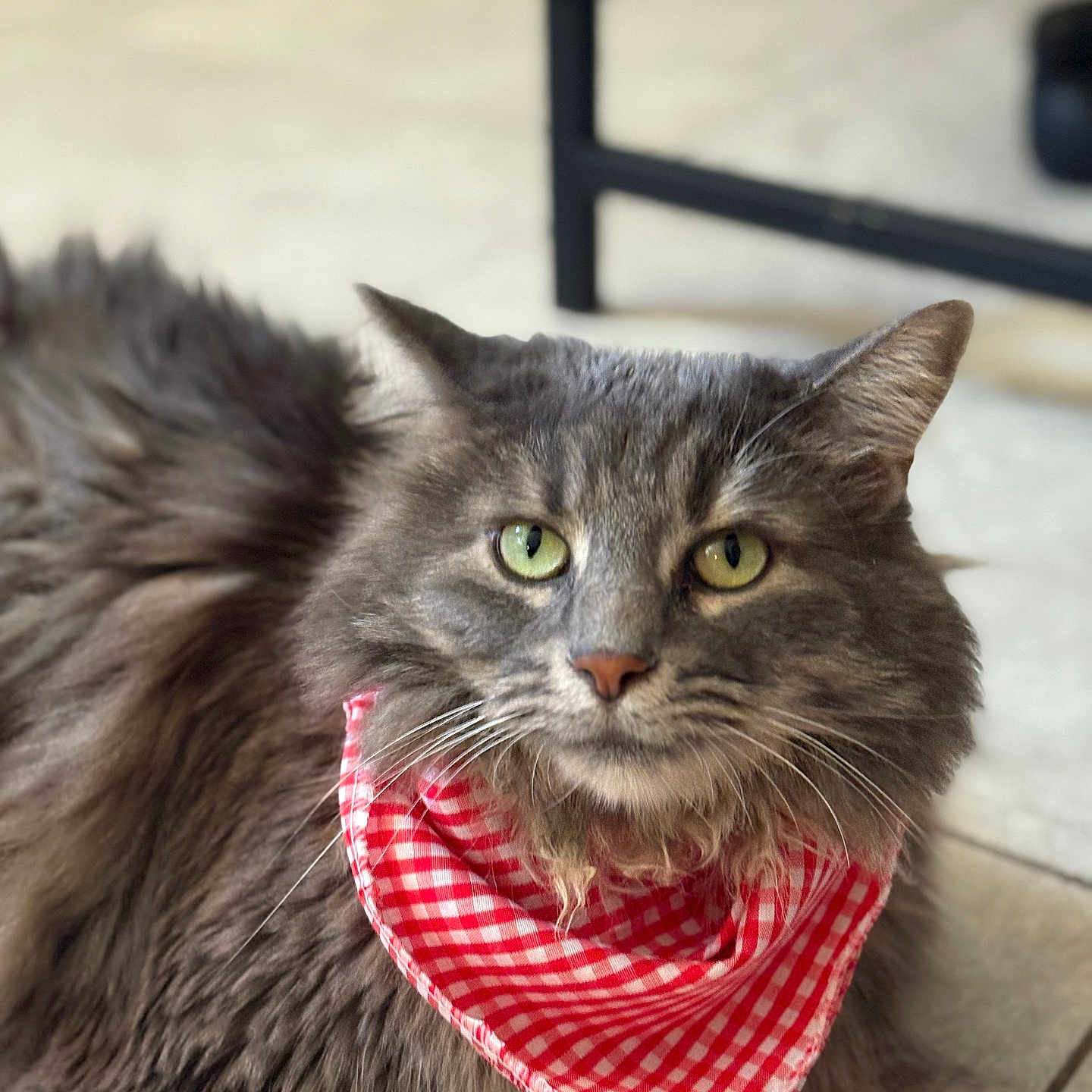 Sakura joined the competition — help win amazing prizes! animal, bandana, cat, checkered, close_up, cute, domestic_cat, ears, feline, floor, fluffy, gray_cat, green_eyes, indoor, pet, portrait, red_and_white, relaxed, tile_floor, whiskers