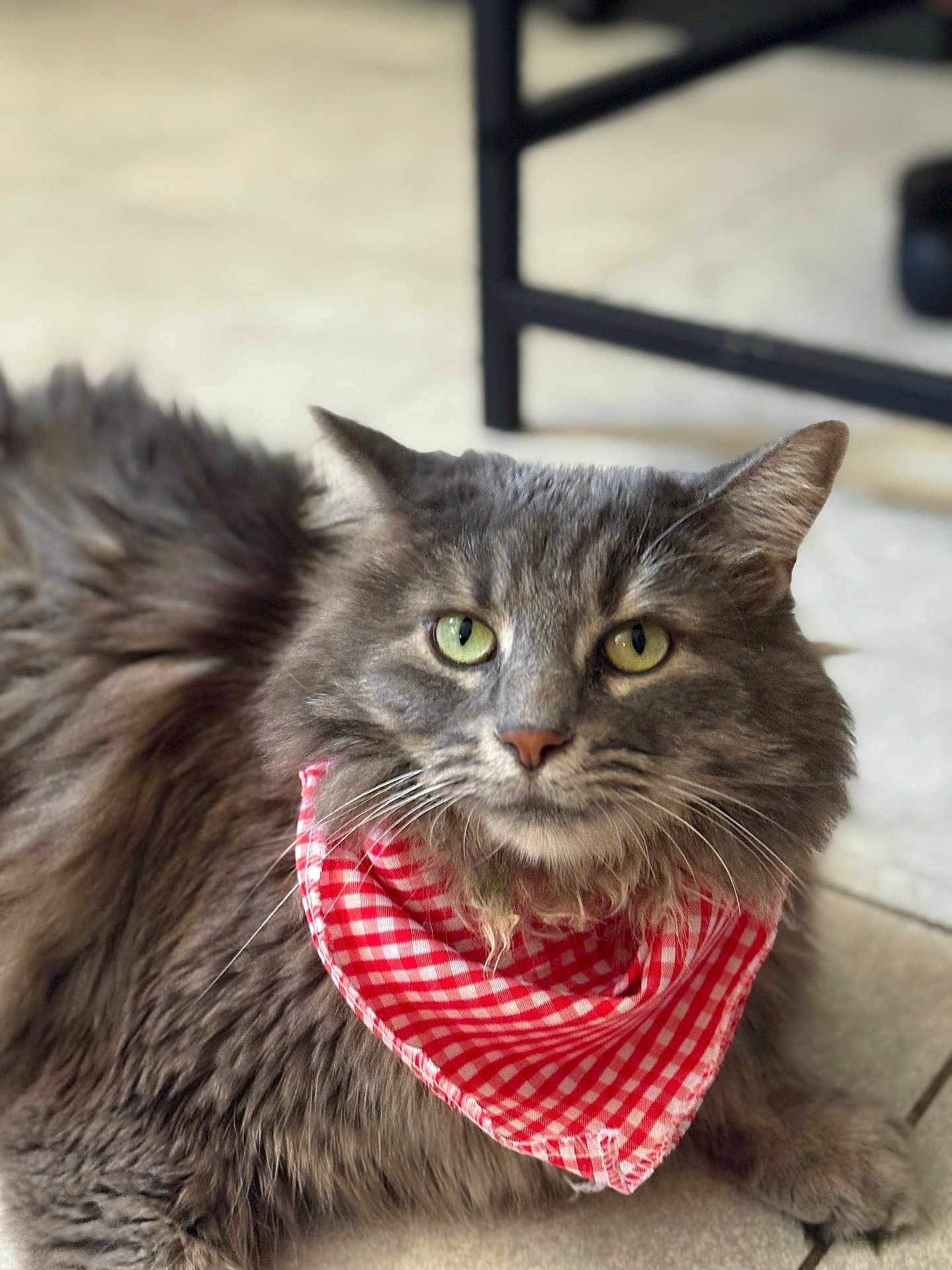 Sakura joined the competition — help win amazing prizes! cat, gray_cat, fluffy, green_eyes, bandana, red_and_white, checkered, pet, indoor, floor, tile_floor, close_up, portrait, animal, whiskers, ears, feline, cute, domestic_cat, relaxed