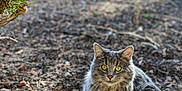 Sakura joined the competition — help win amazing prizes! cat, animal, outdoor, gray_cat, fluffy, yellow_eyes, dirt, rocks, bush, nature, pet, mammal, fur, alert, sitting, portrait, daylight, ground, wildlife, closeup