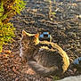 Sakura is registered to the contest to win money with this photo: cat, gray_cat, fluffy, outdoor, sunlight, garden, plants, rocks, nature, animal, pet, fur, relaxed, greenery, daylight, wildlife, bush, ground, sleepy, domestic_cat