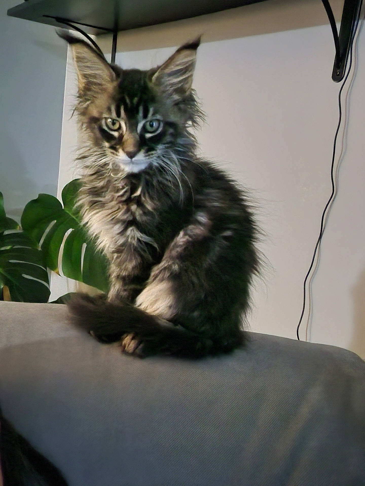 Bowie is registered to the contest to win money with this photo: abyssinian, animal, architecture, armchair, building, cat, chair, couch, electronics, furniture, hardware, homedecor, indoors, kitten, livingroom, manx, pet, room, shelf, wood