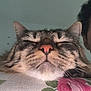 Arisheem participe au concours pour gagner de l'argent avec cette photo : cat, tabby, close_up, resting, floral_pattern, pink_flower, green_leaves, feline, whiskers, face, relaxation, indoor, human, curly_hair, partial_face, pet, cute, sleeping, animal, companion