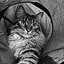 Arisheem a rejoint le concours — aidez-le/la à gagner de superbes lots ! cat, tabby, fur, whiskers, eyes, paw, fabric, tunnel, curious, closeup, pet, animal, black_and_white, striped, indoor, cute, playful, soft, texture, portrait