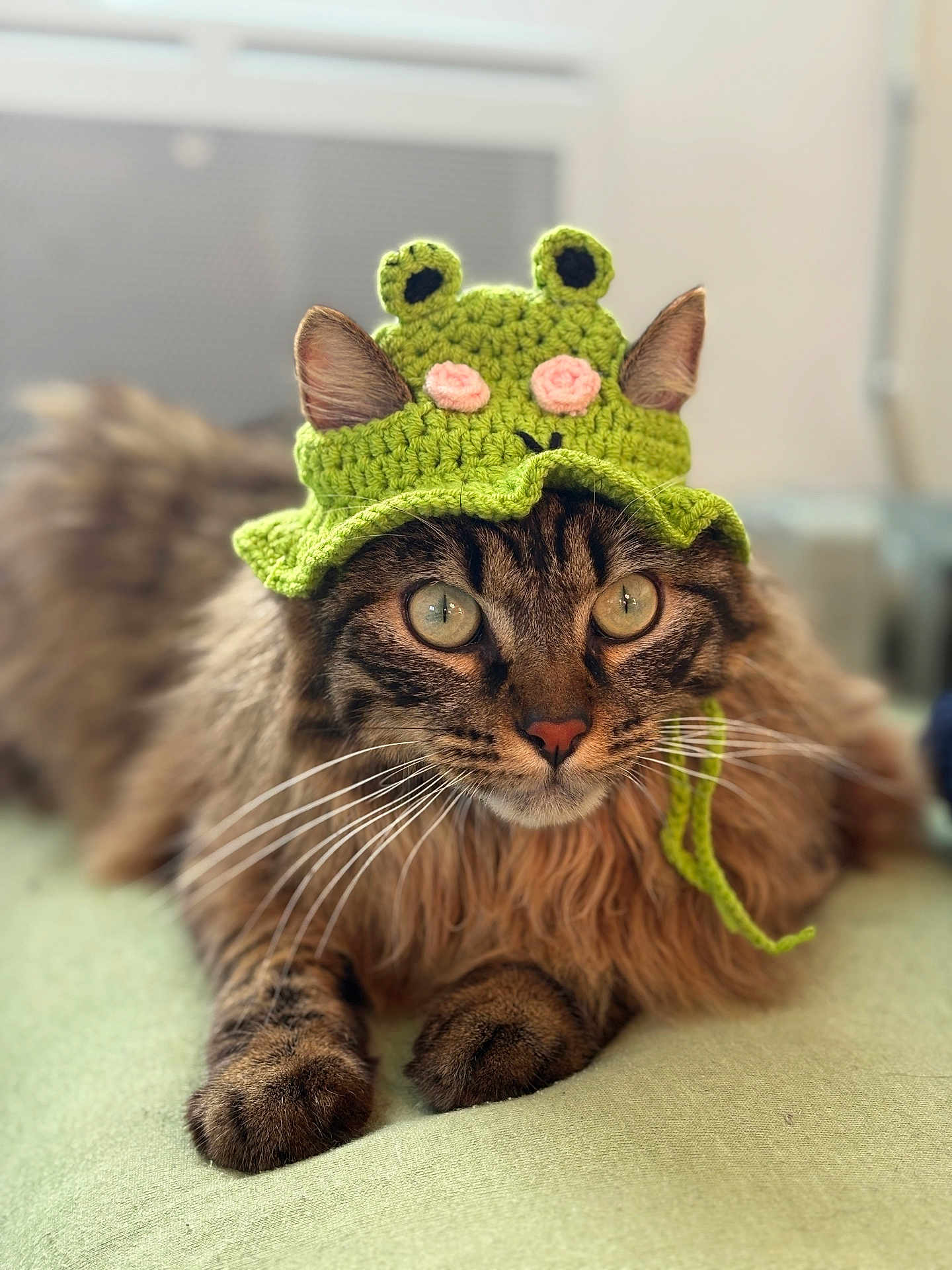 Arisheem participe au concours pour gagner de l'argent avec cette photo : cat, tabby, animal, pet, furry, whiskers, ears, hat, crocheted, green, cute, lying_down, indoors, closeup, face, eyes, fur, playful, costume, headwear