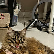 Arisheem participe au concours pour gagner de l'argent avec cette photo : cat, tabby, fluffy, tongue_out, indoor, floor, toy, box, rope_toy, ring_light, tripod, cords, household_items, pet, fur, relaxed, cute, eyes, ears, whiskers