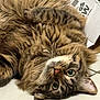 cat, tabby, fluffy, fur, lying_down, floor, tile, cardboard_box, pet, cute, whiskers, close_up, relaxed, indoor, animal, mammal, playful, eyes, nose, ears