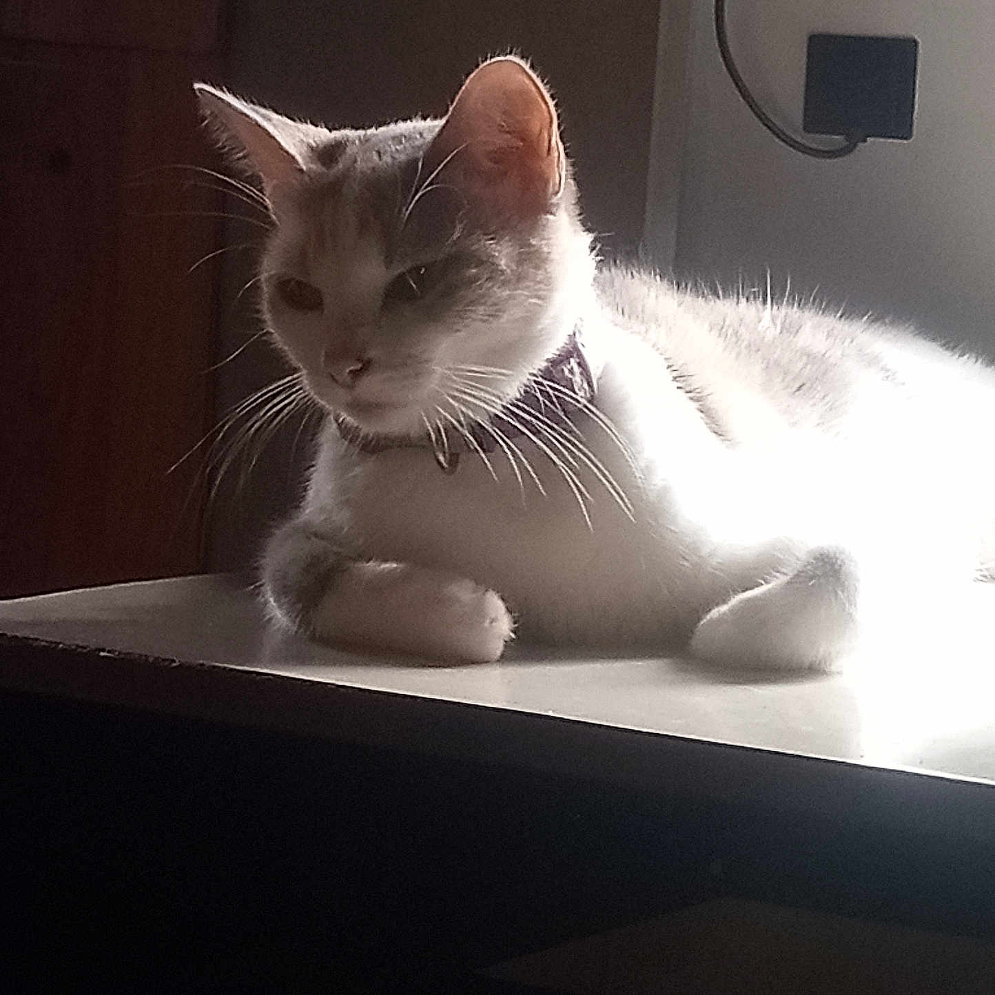 Christina Bailey joined the competition — help win amazing prizes! animal, cat, closeup, collar, domestic, feline, fur, indoor, mammal, peaceful, pet, portrait, quiet, relaxed, resting, shadow, sideview, sunlight, table, whiskers