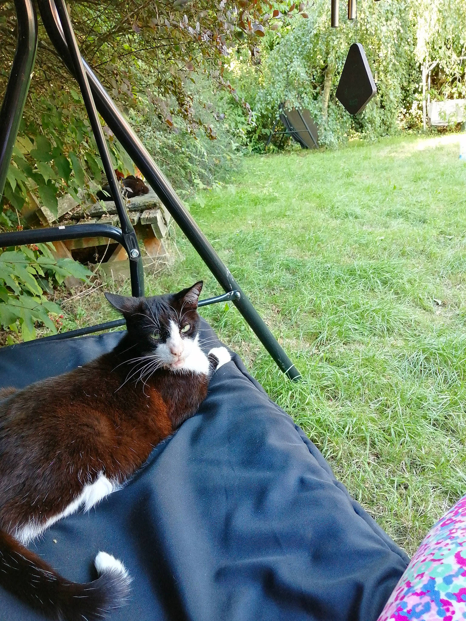 Elvis joined the competition — help win amazing prizes! backyard, carnivore, cat, chair, domestic_short_haired_cat, fawn, felidae, fur, grass, landscape, metal, plant, small_to_medium_sized_cats, tail, terrestrial_animal, tree, whiskers, wildlife, wood, yard