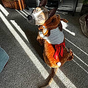 Moses joined the competition — help win amazing prizes! dog, costume, reindeer, holiday, indoor, carpet, sunlight, shadow, pet, animal, cute, brown, red_bow, ears, tail, looking_back, furniture, basket, cabinet, cozy
