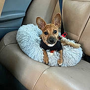 Dink is registered to the contest to win money with this photo: alert, animal, brown_dog, car_interior, car_seat, companion, cute, dog, domestic_animal, ears, fluffy_bed, indoor, leather_seat, looking_at_camera, pet, resting, seatbelt, small_dog, toy, travel