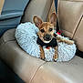 alert, animal, brown_dog, car_interior, car_seat, companion, cute, dog, domestic_animal, ears, fluffy_bed, indoor, leather_seat, looking_at_camera, pet, resting, seatbelt, small_dog, toy, travel