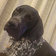 Hope Mapes is registered to the contest to win money with this photo: dog, black, white, speckled, pet, indoor, curtain, collar, tag, resting, animal, closeup, fur, canine, portrait, calm, looking, ears, nose, friend
