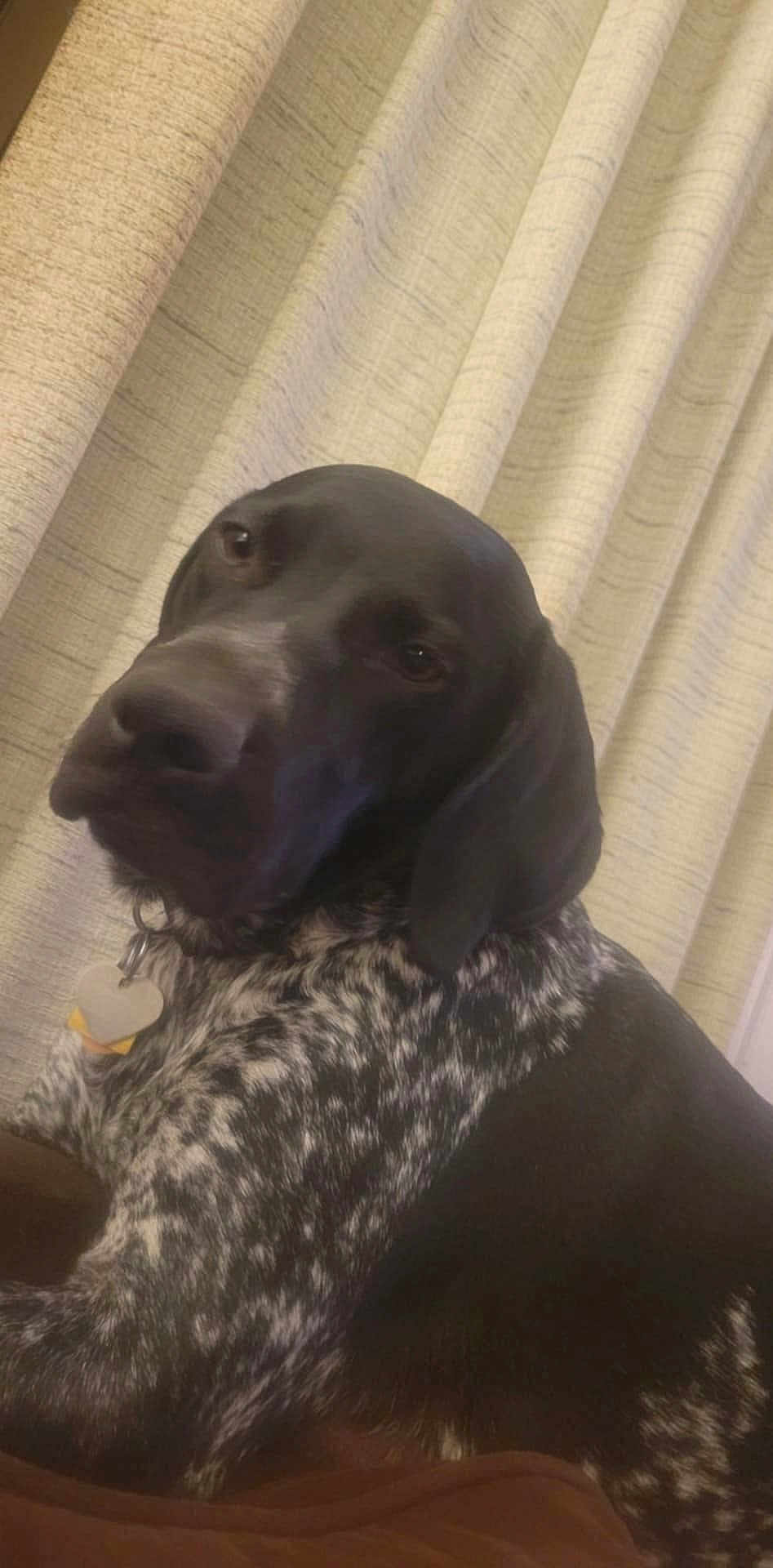 Hope Mapes is registered to the contest to win money with this photo: dog, black, white, speckled, pet, indoor, curtain, collar, tag, resting, animal, closeup, fur, canine, portrait, calm, looking, ears, nose, friend