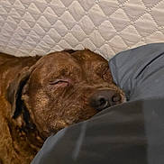 Youri participe au concours pour gagner de l'argent avec cette photo : dog, sleeping, brown_dog, pillow, quilted_background, resting, close_up, pet, canine, indoor, cozy, peaceful, snout, fur, head, relaxation, comfort, animal, nap, bed