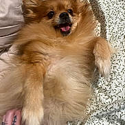 Nora is registered to the contest to win money with this photo: dog, pomeranian, fluffy, pet, bed, blanket, happy, playful, lying_down, paw, fur, smiling, domestic_animal, tattoo, hand, indoor, cute, animal, resting, canine