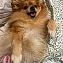 dog, pomeranian, fluffy, pet, bed, blanket, happy, playful, lying_down, paw, fur, smiling, domestic_animal, tattoo, hand, indoor, cute, animal, resting, canine