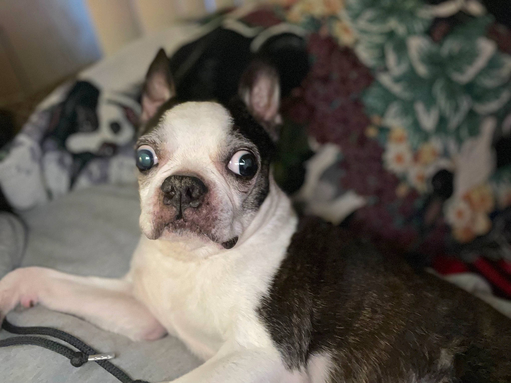 Oscar joined the competition — help win amazing prizes! bored, boston_terrier, bulldog, canidae, carnivore, comfort, companion_dog, dog, dog_breed, ear, fawn, fur, non_sporting_group, puppy, snout, sporting_group, terrestrial_animal, toy_dog, whiskers, working_animal