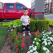Wasat is registered to the contest to win money with this photo: child, toddler, flower_bed, red_truck, greenery, sidewalk, building, shrub, grass, leaf, outdoor, nature, person, urban, summer, casual_clothing, shorts, shoes, daylight, curious