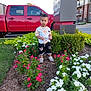 child, toddler, flower_bed, red_truck, greenery, sidewalk, building, shrub, grass, leaf, outdoor, nature, person, urban, summer, casual_clothing, shorts, shoes, daylight, curious