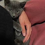 Baloo joined the competition — help win amazing prizes! animal, closeup, comfort, cozy, cuddling, cute, domestic_cat, feline, furry, gray_cat, hand, human, indoor, kitten, person, pet, resting, snuggling, soft, warm_colors