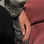 animal, closeup, comfort, cozy, cuddling, cute, domestic_cat, feline, furry, gray_cat, hand, human, indoor, kitten, person, pet, resting, snuggling, soft, warm_colors