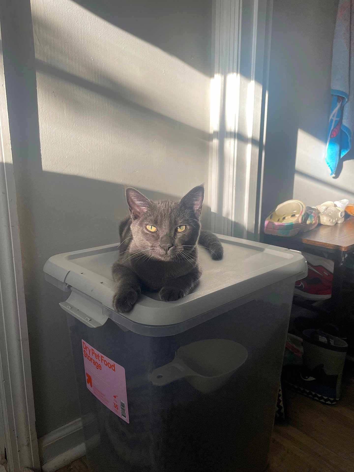 Baloo