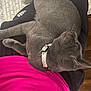 Baloo joined the competition — help win amazing prizes! animal, black_pants, carpet, cat, clothing, collar, domestic_animal, floor, fur, gray_cat, indoor, lap, pants, person, pet, pink_shirt, relaxing, resting, shirt, whiskers