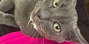 Baloo is registered to the contest to win money with this photo: animal, black, cat, closeup, clothing, curious, cute, domestic_animal, eyes, feline, fur, gray_cat, indoor, lap, person, pet, pink, resting, soft, whiskers
