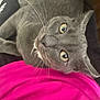 animal, black, cat, closeup, clothing, curious, cute, domestic_animal, eyes, feline, fur, gray_cat, indoor, lap, person, pet, pink, resting, soft, whiskers